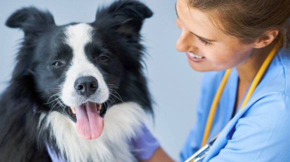 Čím sa zaoberá a ako sa stať – povolanie: veterinár